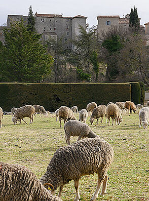 Photo de moutons en train de pâturer à l'entrée du village de Gourdon 