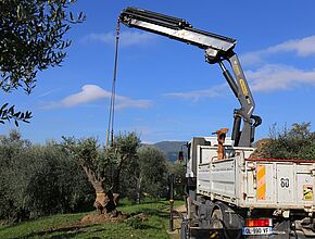 Agrandir l'image (fenêtre modale)