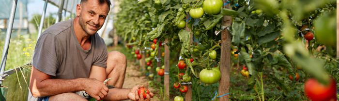 Photo d'un agricuteur en train de ramasser les tomates