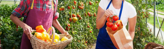 Photo avec une personne tenant une grappe de tomate et une autre un panier avec des poivrons