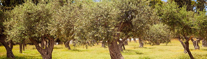 Photo d'une oliveraie