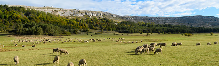Photi de moutons sur le plateau de Caussols